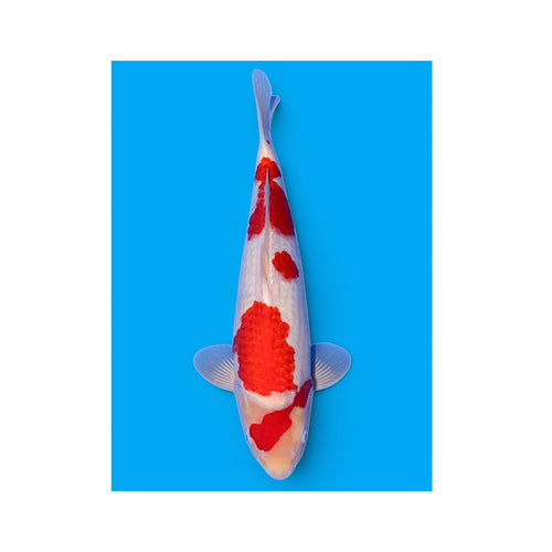 VHQ kohaku  ISA