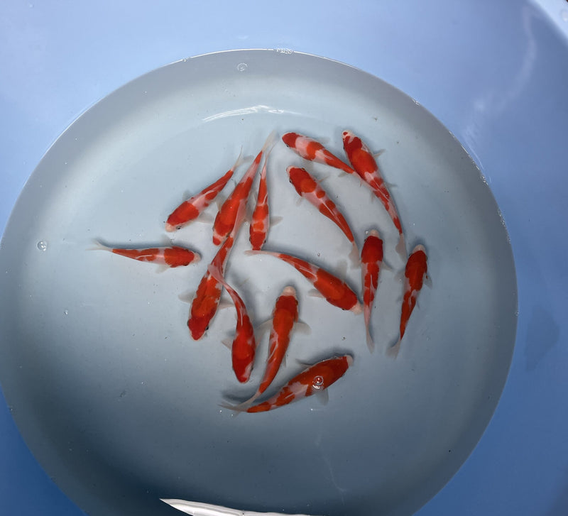 Oofuchi Kohaku Tosai’S 0080, Koi bij Vijvercentrum