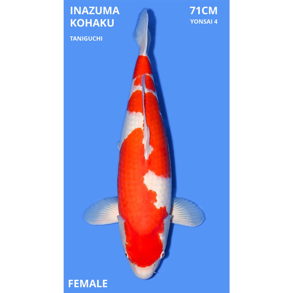 Inazuma Kohaku 71cm