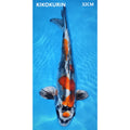 kikokuryu 32cm