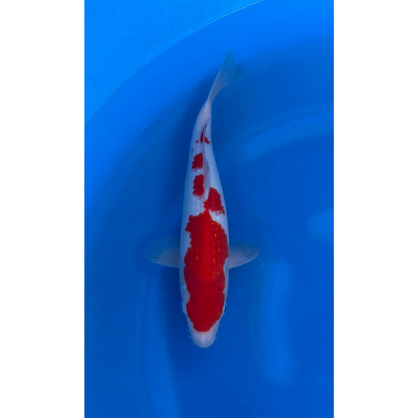 Ginrin Pearl Kohaku koi (KOI-7260117) - KOI Center Venlo