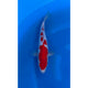 Pearl Ginrin Kohaku (37-40cm)
