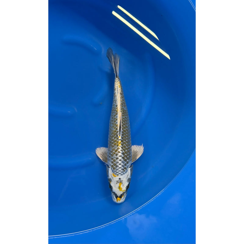 Ginrin Ki Ginga koi (KOI-7260150) - KOI Center Venlo, Koi bij Vijvercentrum