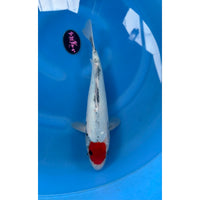 Tancho Showa (37-40cm)