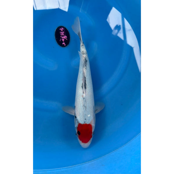 Koi (KOI-7260180) - KOI Center Venlo