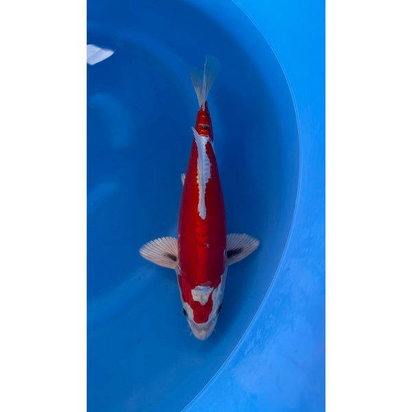 Beni Kikokuryu koi (KOI-7260183) - KOI Center Venlo