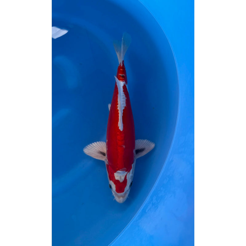 Beni Kikokuryu koi (KOI-7260183) - KOI Center Venlo, Koi bij Vijvercentrum