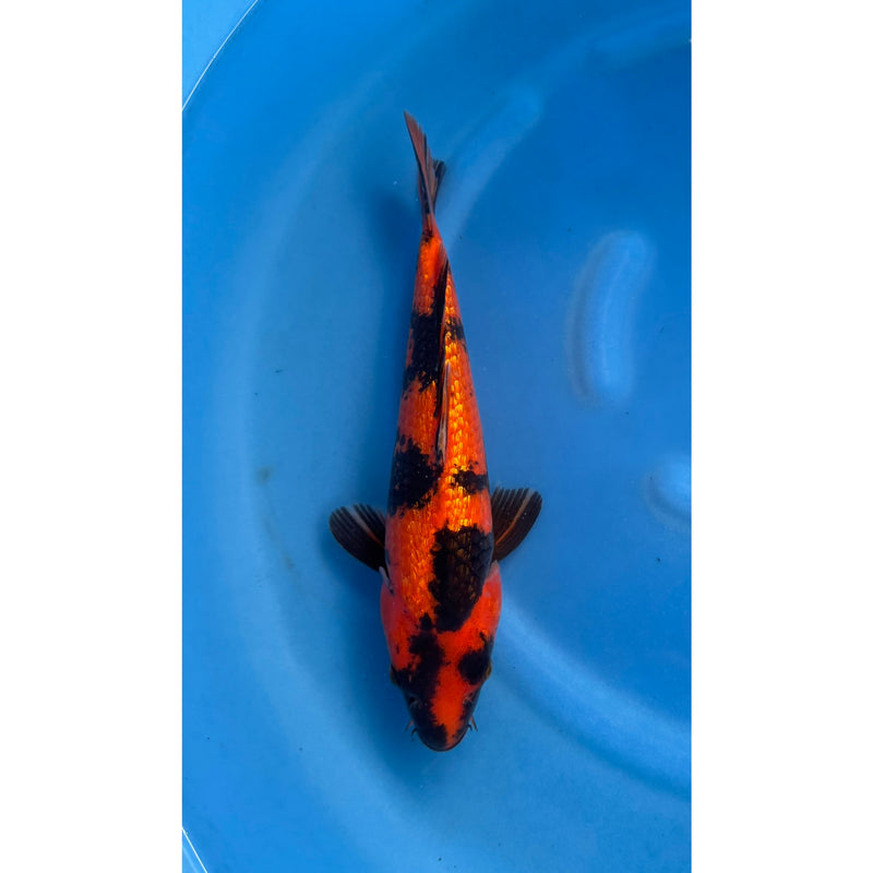 Koi (KOI-7260245) - KOI Center Venlo, Koi bij Vijvercentrum