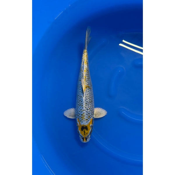 Ginrin Ki Ginga koi (KOI-7260303) - KOI Center Venlo