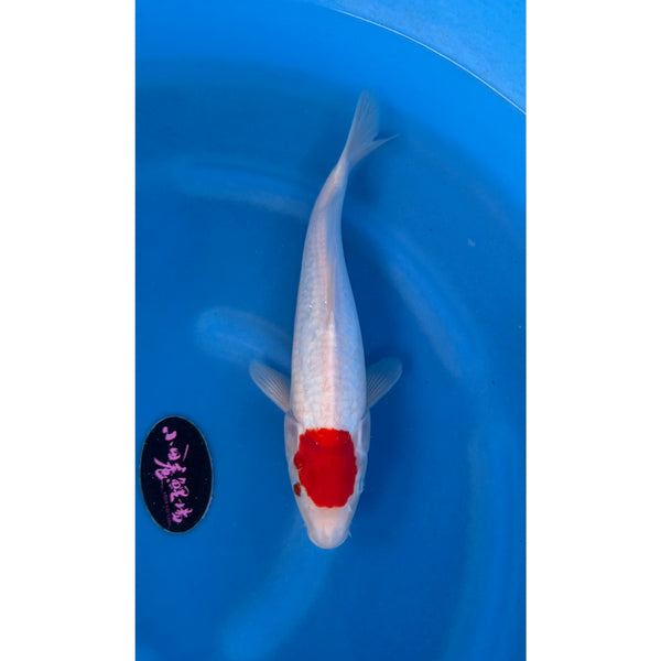 Tancho koi (KOI-7260307) - KOI Center Venlo