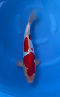 Doitsu Kohaku (33-36cm)