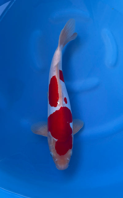 Doitsu Kohaku (33-36cm)