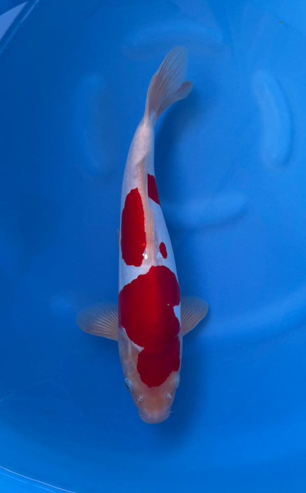 Kase - Nisai - Doitsu Kohaku - KOI-7260350