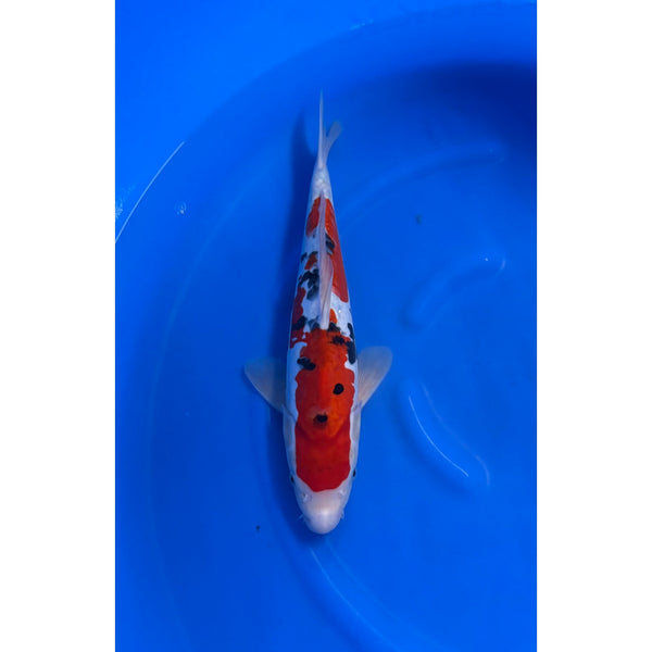 Doitsu Sanke koi (KOI-7260361) - KOI Center Venlo