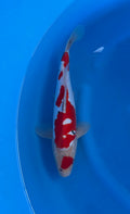 Doitsu Showa (33-36cm)