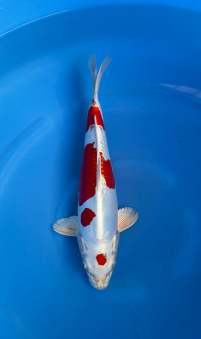 Kikusui (33-36cm)