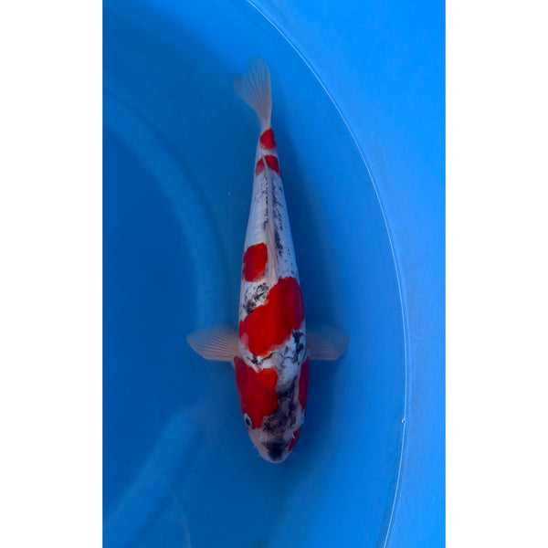 Koi (KOI-7260411) - KOI Center Venlo