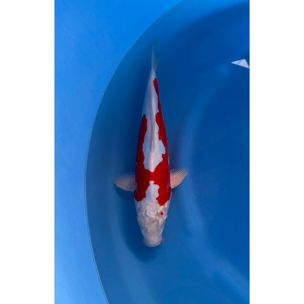 Beni Kikokuryu koi (KOI-7260467) - KOI Center Venlo