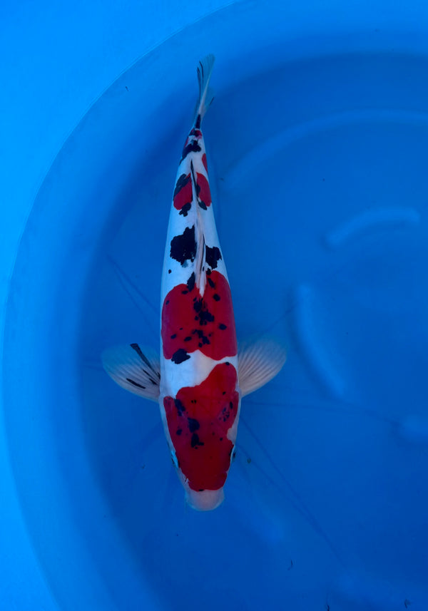 Kase - Nisai - Doitsu Sanke - KOI-7260504