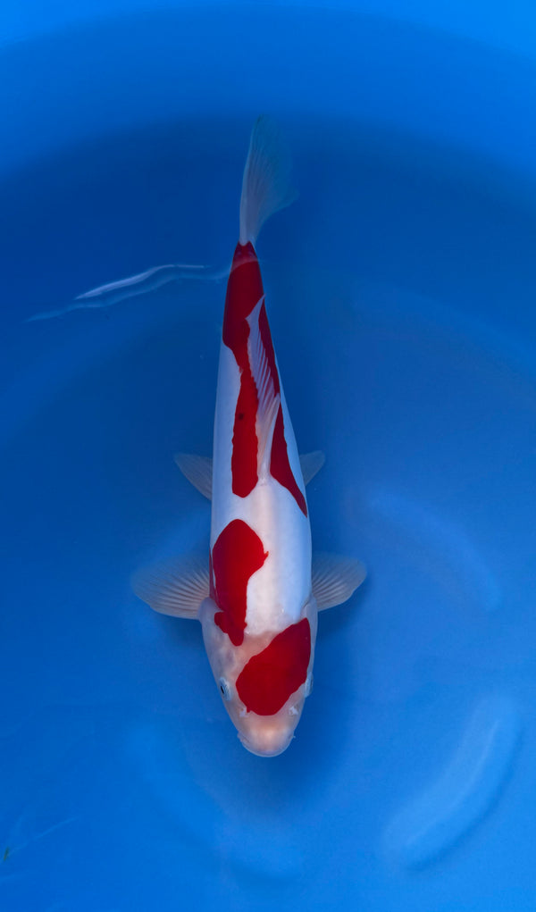 Kase - Nisai - Doitsu Sanke - KOI-7260530