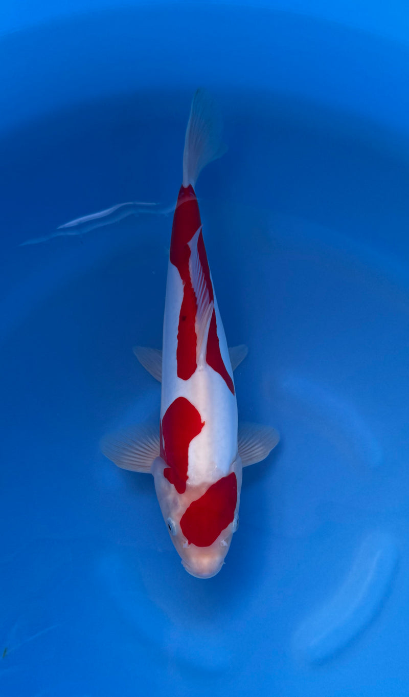 Kase - Nisai - Doitsu Sanke - KOI-7260530, Koi bij Vijvercentrum