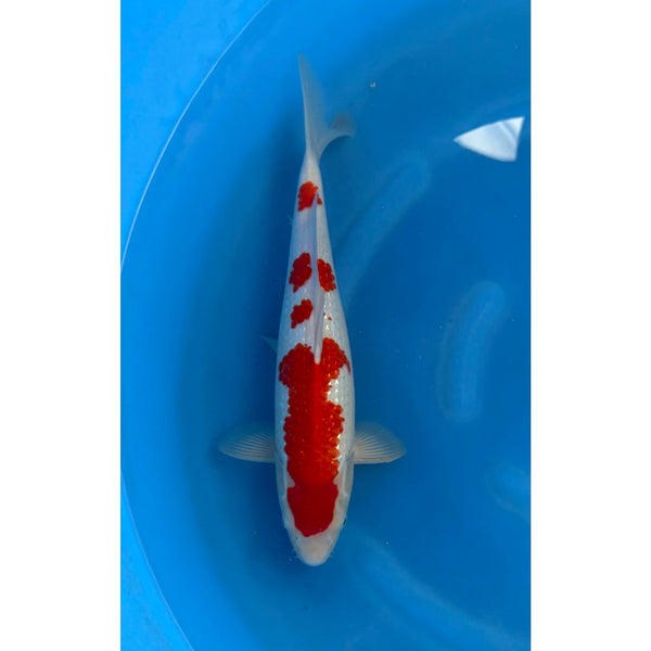 Koi (KOI-7260535) - KOI Center Venlo