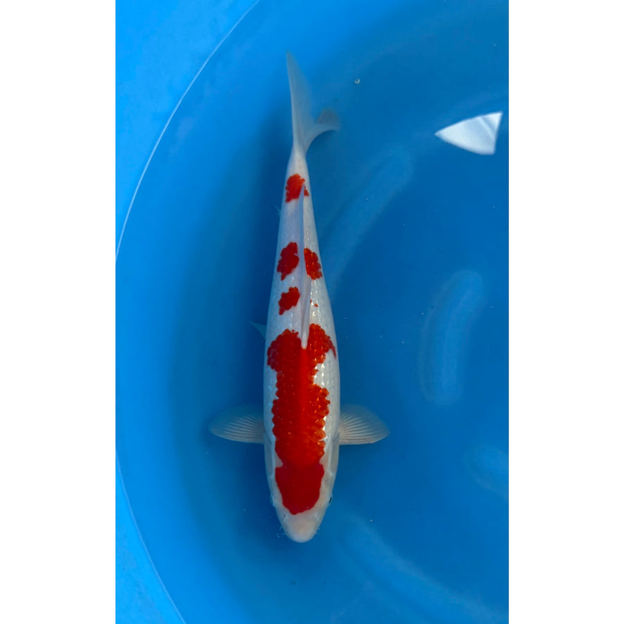Koi (KOI-7260535) - KOI Center Venlo
