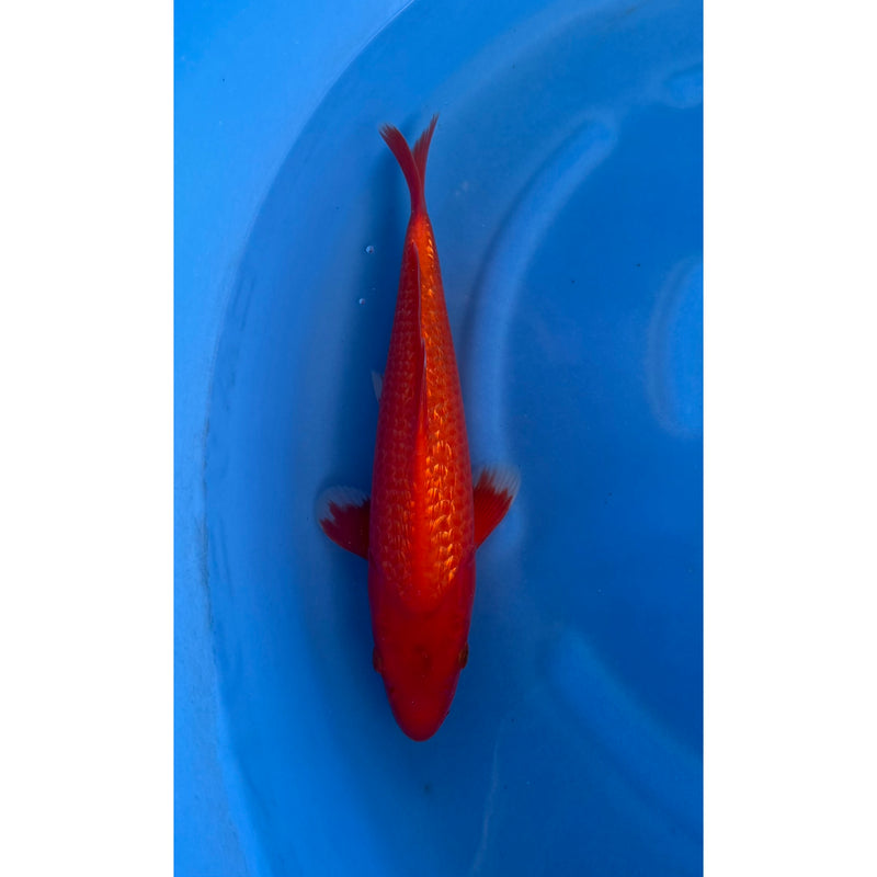 Ginrin Benigoi koi (KOI-7260564) - KOI Center Venlo, Koi bij Vijvercentrum