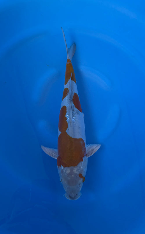 Doitsu Ochiba (33-36cm)