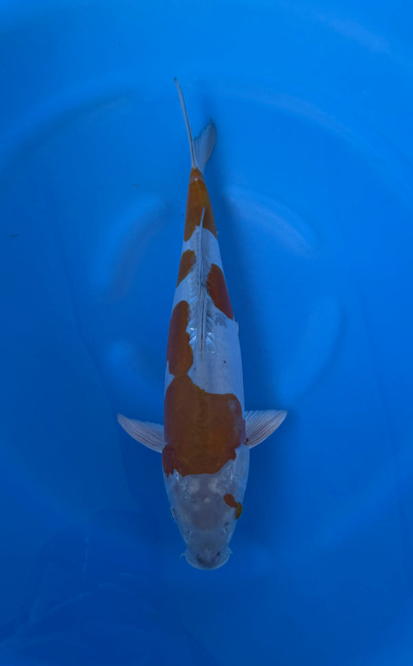 Kase - Nisai - Doitsu Ochiba - KOI-7260604