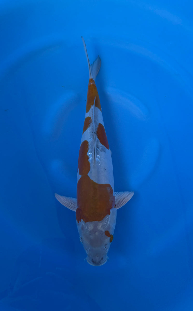 Kase - Nisai - Doitsu Ochiba - KOI-7260604, Koi bij Vijvercentrum