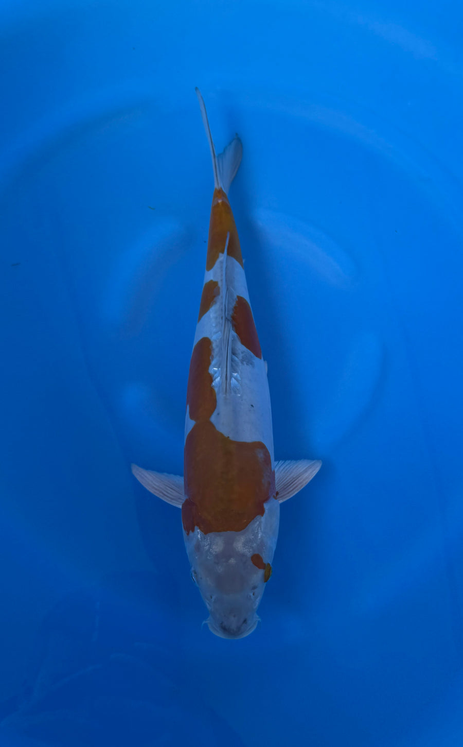 Kase - Nisai - Doitsu Ochiba - KOI-7260604