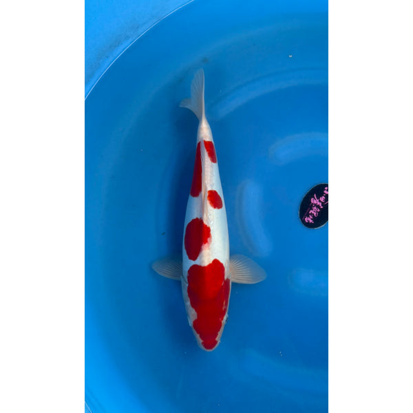 Koi (KOI-7260690) - KOI Center Venlo