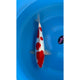 Doitsu Kohaku (37-40cm)