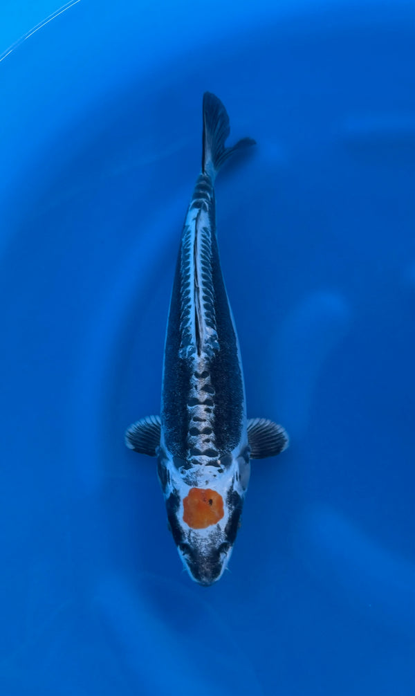 Kase - Nisai - Tancho Beni Kikokuryu - KOI-7260764