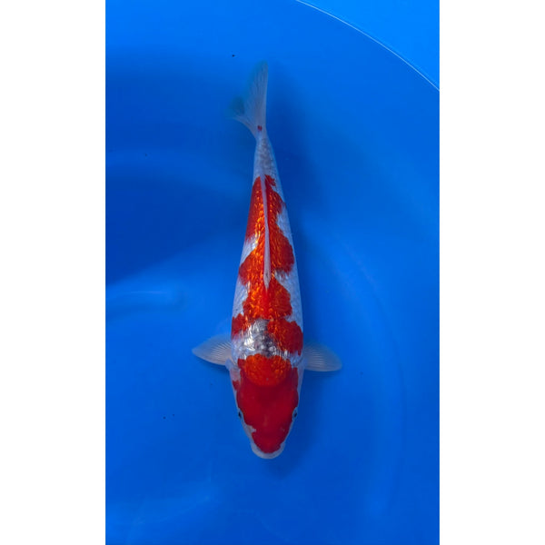 Ginrin Goshiki koi (KOI-7260770) - KOI Center Venlo
