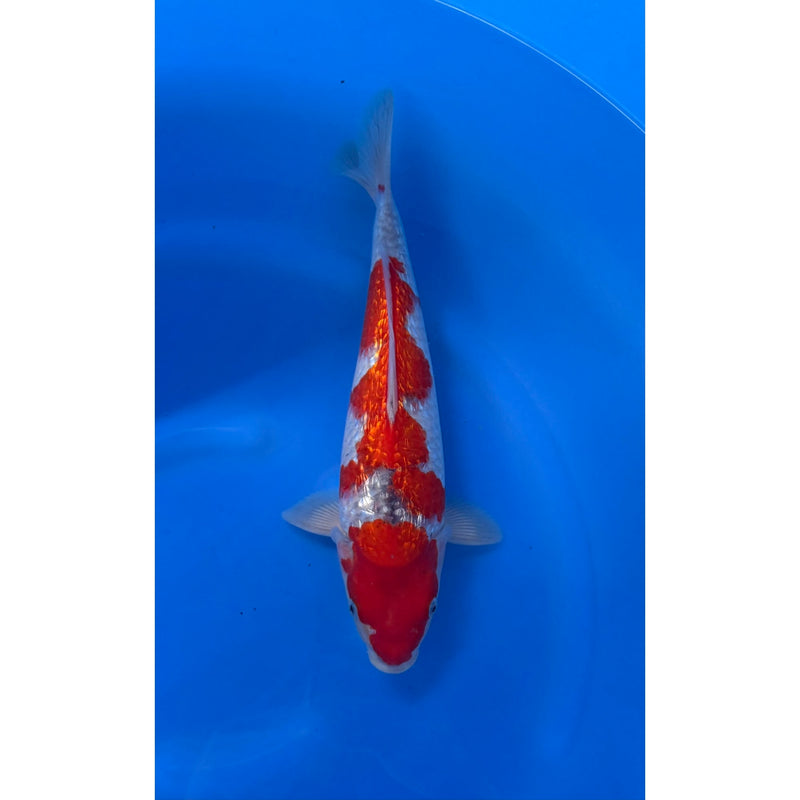 Ginrin Goshiki koi (KOI-7260770) - KOI Center Venlo, Koi bij Vijvercentrum
