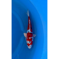 Beni Kikokuryu (34-38cm)