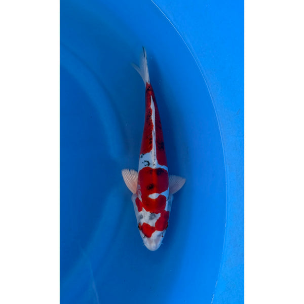 Koi (KOI-7260800) - KOI Center Venlo