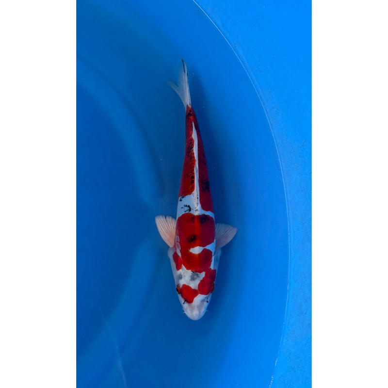 Koi (KOI-7260800) - KOI Center Venlo, Koi bij Vijvercentrum