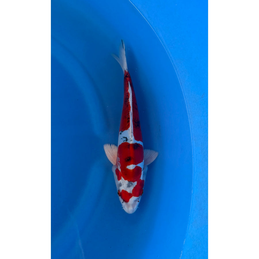 Koi (KOI-7260800) - KOI Center Venlo