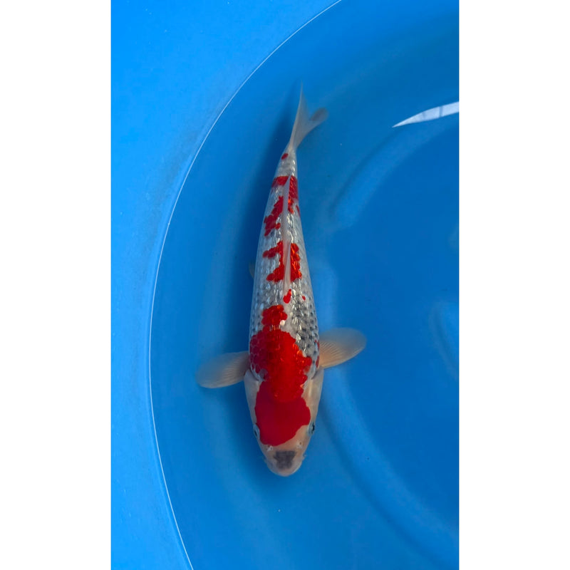 Koi (KOI-7260834) - KOI Center Venlo, Koi bij Vijvercentrum