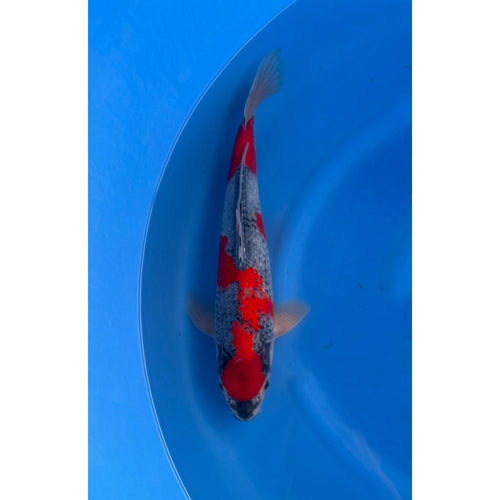 Goshiki (36-40cm)