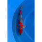 Goshiki (36-40cm)