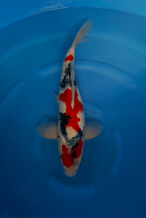 Kase - Nisai - Showa - KOI-7260888