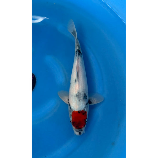Koi (KOI-7260936) - KOI Center Venlo