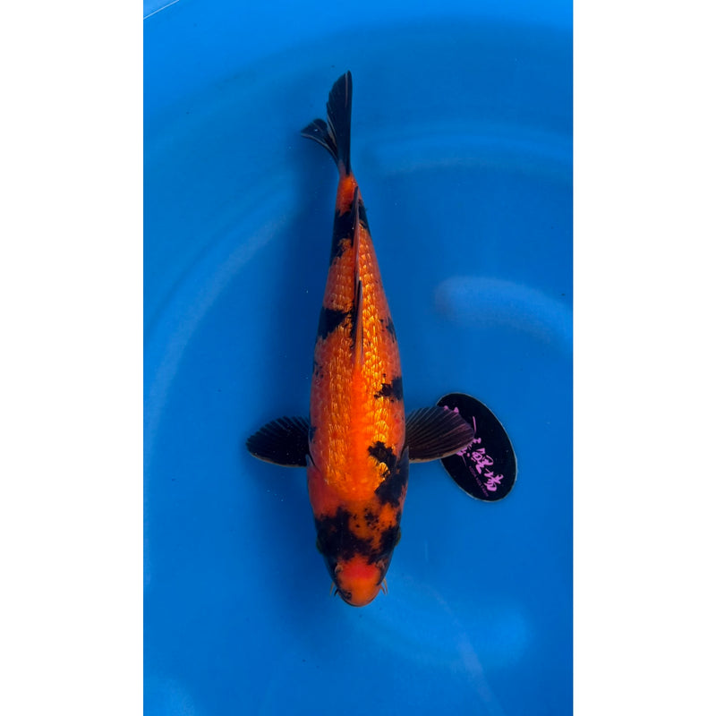 Ginrin Utsurimono koi (KOI-7260938) - KOI Center Venlo, Koi bij Vijvercentrum