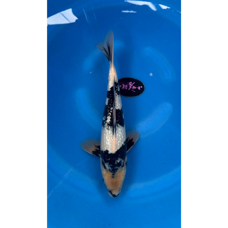 Ginrin Shiro Utsuri koi (KOI-7260945) - KOI Center Venlo, Koi bij Vijvercentrum