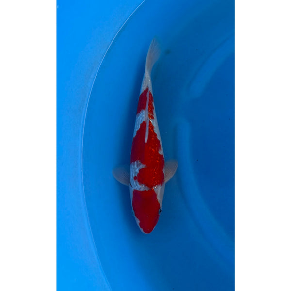 Ginrin Goshiki koi (KOI-7260946) - KOI Center Venlo