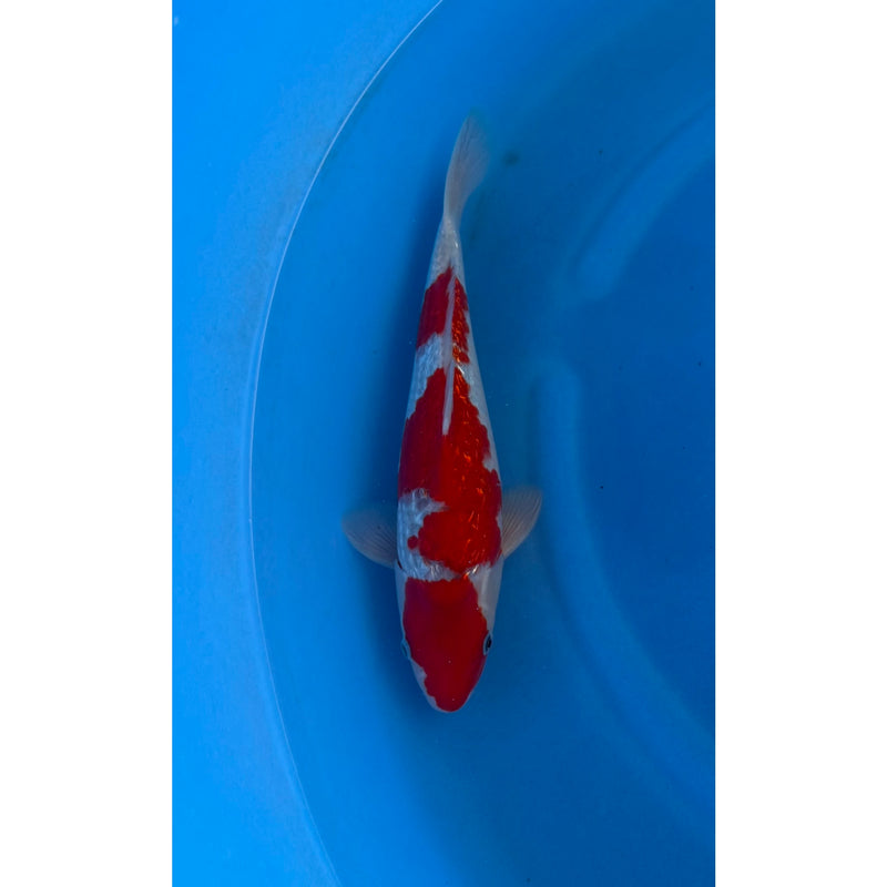 Ginrin Goshiki koi (KOI-7260946) - KOI Center Venlo, Koi bij Vijvercentrum
